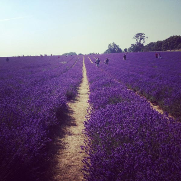 Đắm ch&igrave;m trong sắc t&iacute;m oải hương ở Mayfield London